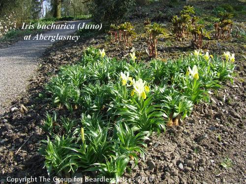 Iris bucharica at Aberglasney
